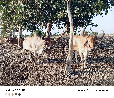 બડદ વેસવાનાસે