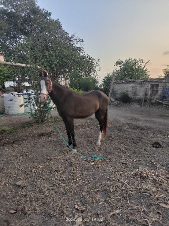 ઘોડી વેચવાની છે