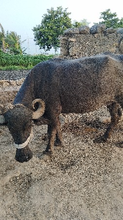 ભેંસ વેચવાની છે