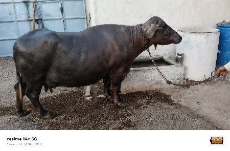 ભેસ