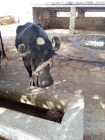 વેતર ૩  ગાભણ ૭  મહીના પુરા