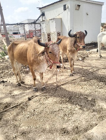 શિવ શહેર