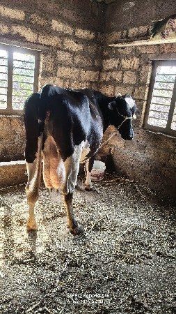 HF ક્રોસ