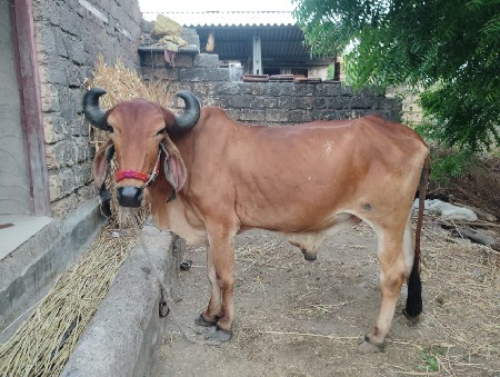 બળદ વેચવાનો છે