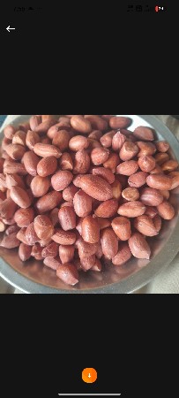 22 નંબર મગફળી બિયારણ