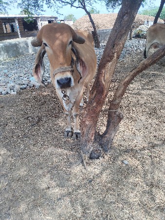 ગિરગાયવેશવાનીશેતેજૂવેતરગાભણીશૅ