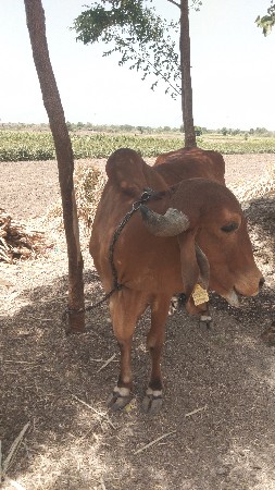 ગીર ગાય બીજા વેતર મા છે