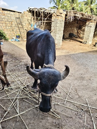 ખડેલી વેચવાની છે