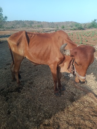 બળદ વેચવા નો છે