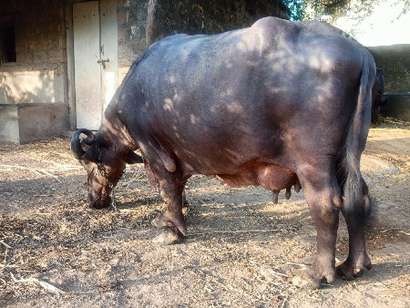 ભેંસ વેચવાની છે.