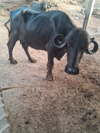 ભેસ વયાણલ