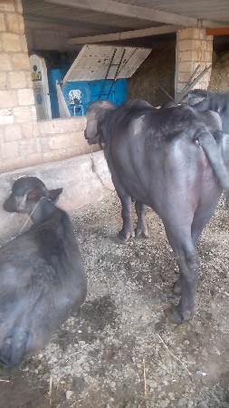 પાડોવેશવાનોછે