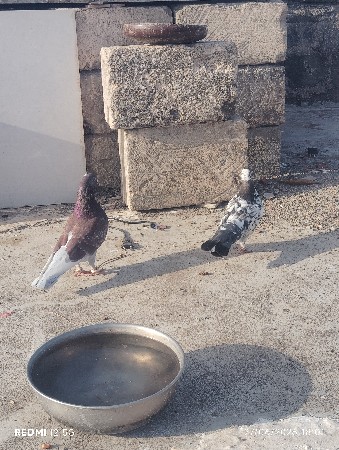 કબુતર વેચવાના છોડી