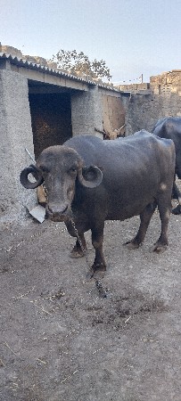 ભેંસ વેચવાની છે