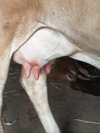 ગીર ક્રોસ બીડ ની સારી ઓલાદ
