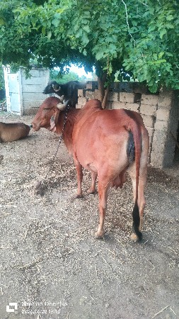 ભારૂ ભાઈ શામજી ભાઈ