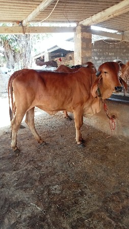 હોડકી વેચવાની છે