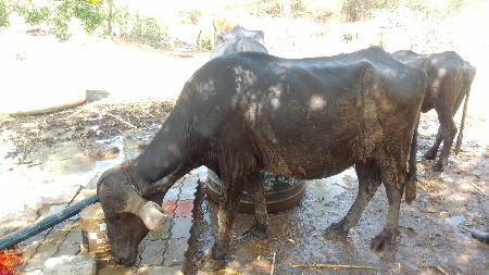 ભેસવેચવાની