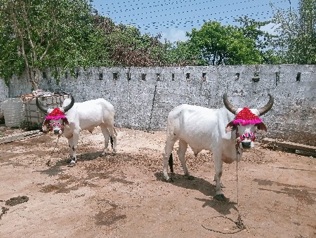 ગોઢલા વેચવાના છે