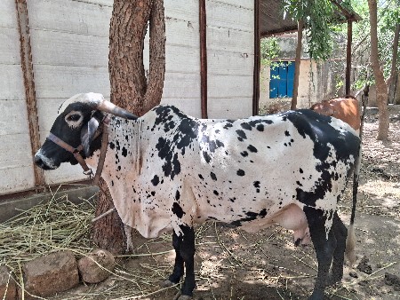 કાબરી દેસી ગાય