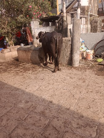 વેચવાની છે