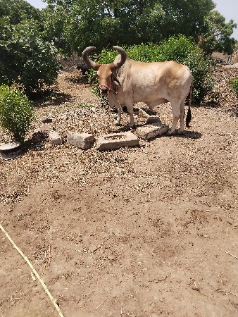 બળદ વેચવાના છે.