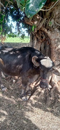 ભેસ