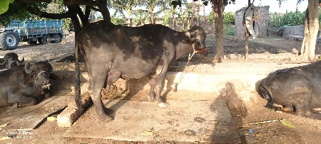 ભેંસ વેચવાની છે