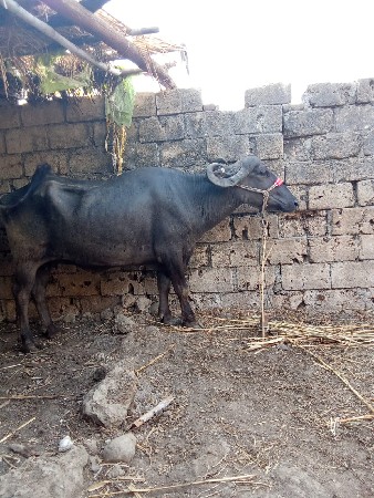 ભેંશ વેચવાનિ છે