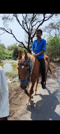 પાંચ વર્ષની ઘોડી