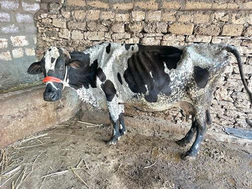 પારેટી ગાય છે