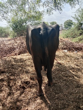 ભેંસ વેચવાની છે
