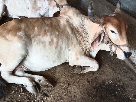 વેચવાના છે