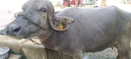 ભેંસ વેચવાની છે