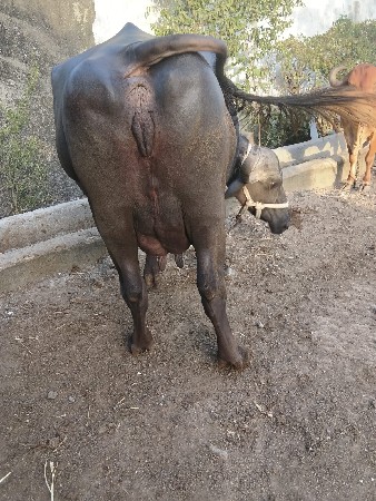 ભેંસ વેસવાની શે