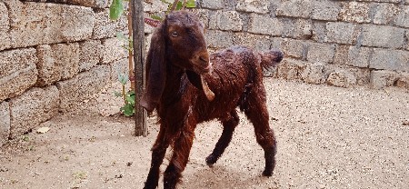 બસલી વેચવાની છે