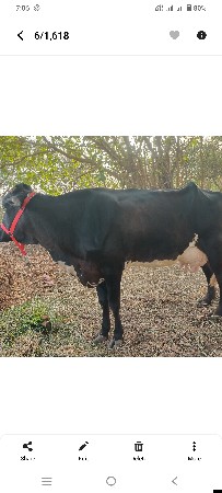 ગીર કૉસ