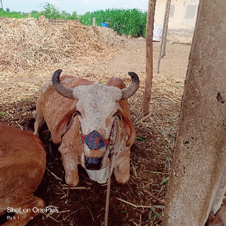 4 દાંતે છે.
