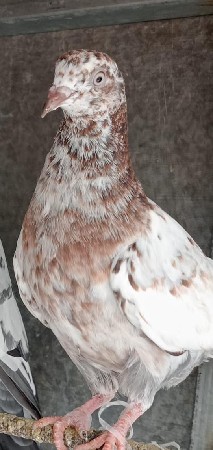 lal marvada jodi