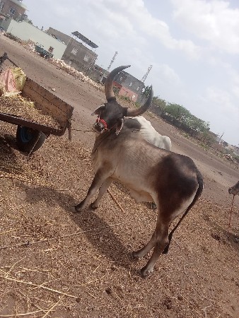 પરવીન ભાઈ
7863825708