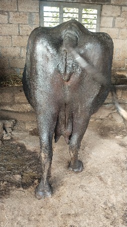 ભેંસ વેચવાની છે
