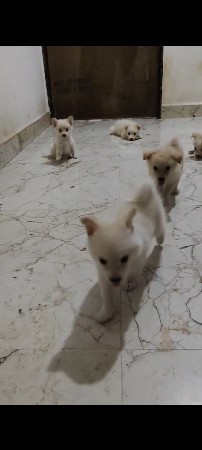 પોમેલિયન 5 કુતરી છે