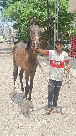 આ વશેરો વેંચવાનો છે
