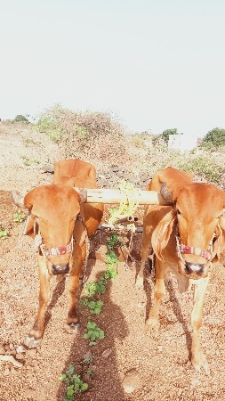 બધેય ચાલૂ છે