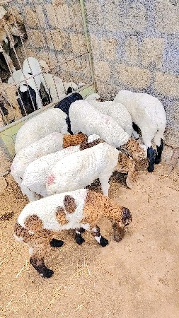 ઘેટા વેચવાના છે 9