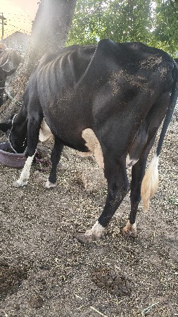 hf ક્રોસ