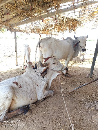 વેચવાના છે