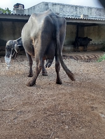 વેચવી