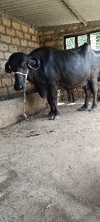 ભેંશ વેચવાની છે