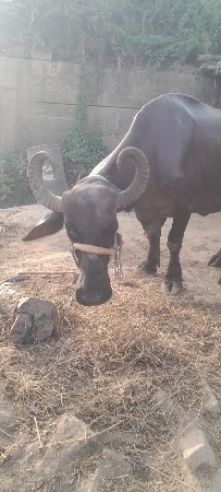 ખડેલી વેસવા ની સે